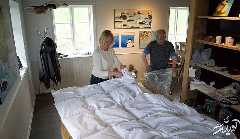 گران‌ترین پر جهان از کجا تهیه می‌شود؟ (+عکس)